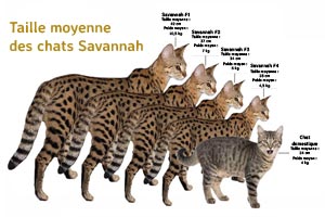 Taille moyenne des chats Savannah