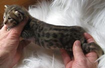 Chaton Savannah F4b