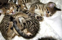 Naissance de 5 chatons Savannah