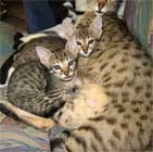 chatons Savannah F4