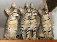 chatons Savannah F4