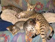 chatons Savannah F4