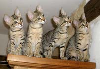 chatons Savannah F4