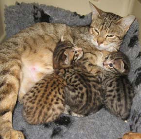 Les chatons savannah F5c de Dida et Aaro