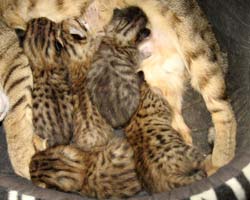 5 chatons savannah F5c