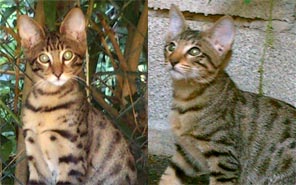 Iltone et Ibysa, chats savannah F5c