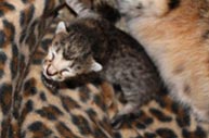 Naissance d'un chaton savannah F3