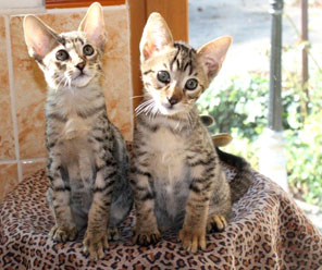 Chatons Savannah