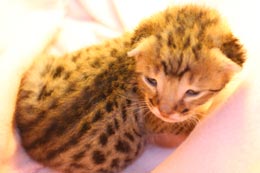 Chaton Savannah F3