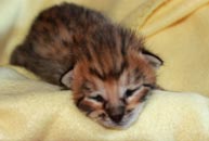 Chaton Savannah F3