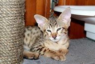 chaton mâle Savannah F5