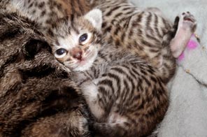 Naissance de Chatons Savannah F5