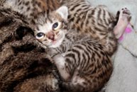 Chatons Savannah F5