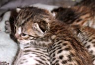 Chatons Savannah F5