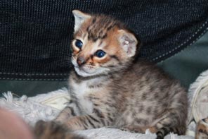 Chaton Savannah F3