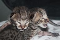 chatons Savannah F6