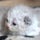 Chaton Selkirk Rex