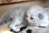 chaton Selkirk Rex