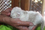 chaton Selkirk Rex