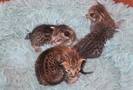 chatons Savannah F5