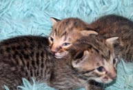 chatons Savannah F5