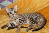 chaton Savannah F3