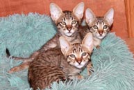 chatons Savannah F5