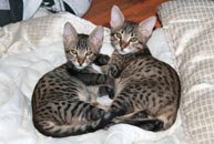 chatons Savannah F6