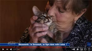 Emission sur nos chats Savannah