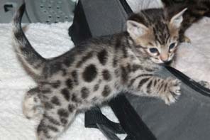 chaton Bengal