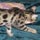 Femelle Bengal haut de gamme