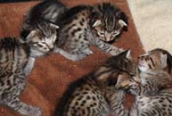 chatons Savannah F6