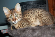 chaton Savannah F6