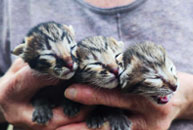 chatons Savannah F6