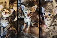 chatons Savannah F6