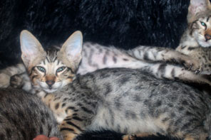 Chaton Savannah de génération F6