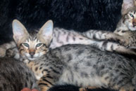 chaton Savannah F6