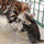 Chaton Bengal et sa maman