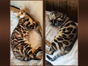 Chat bengal