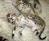 chatons Savannah F4