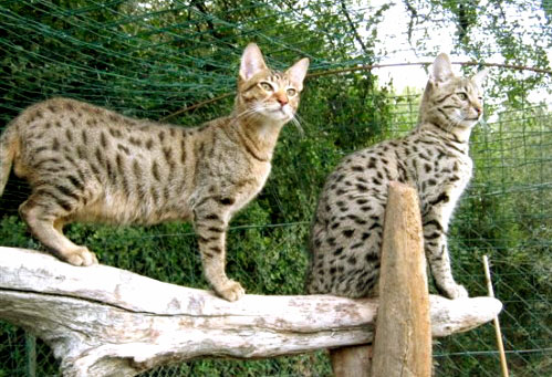 Une Médaille D'or à Rayures Colorées Homme Savannah Serval Chat Regarde 