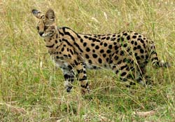 Le serval