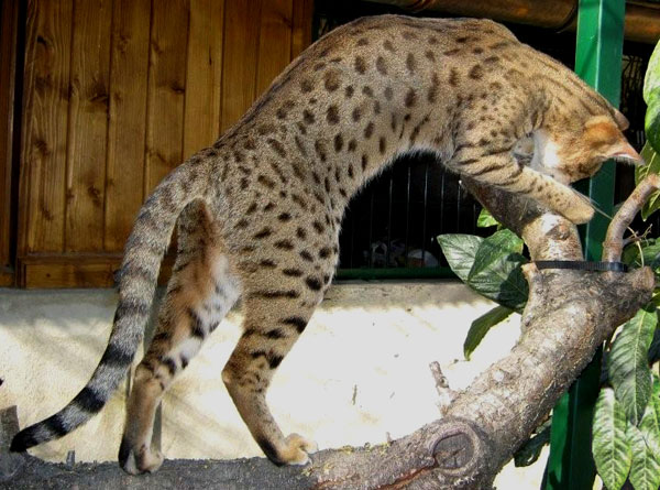 Découvrez le chat de Savannah et cinq autres animaux hybrides 