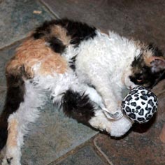 Gabrielle, femelle Selkirk Rex homozygote