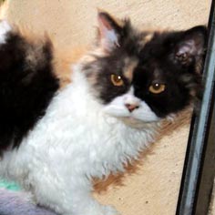 Gabrielle, femelle Selkirk Rex homozygote