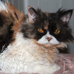 Gabrielle, femelle Selkirk Rex homozygote