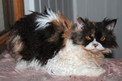 femelle Selkirk Rex homozygote