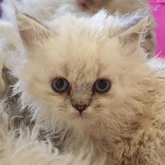 Prune, femelle Selkirk Rex homozygote