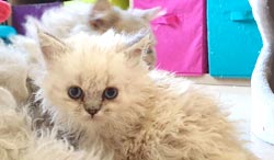 Chaton Selkirk Rex