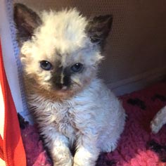 Prune, femelle Selkirk Rex homozygote